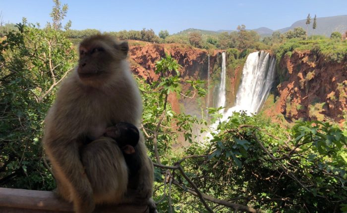 Marrakech to Ouzoud Waterfalls Day Trip