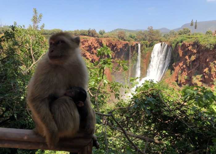 Marrakech to Ouzoud Waterfalls Day Trip