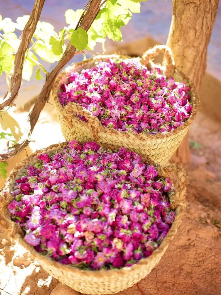 Roses, Valleys & Return to Marrakech
